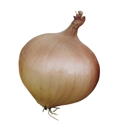 Picture of Sturon Globe Onion Sets - January Delivery